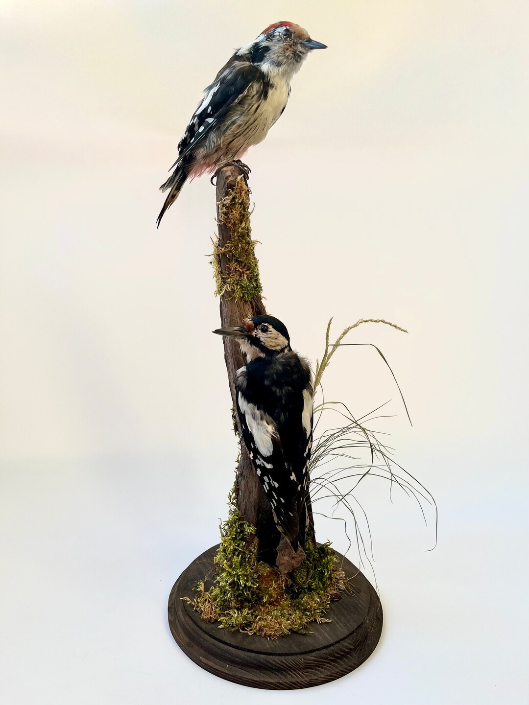 Taxidermy Mounts Set of Two Stuffed Woodpeckers picidae Standing Mount