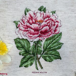 Kruissteekpatroon roze pioenroos | Tuinpioenroos pdf en SAGA-grafiek | Botanische stiksels | Prachtige bloemenkaart | Bloemen getelde XStitch