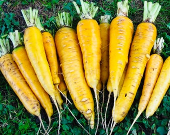 Doubs Yellow Carrot
