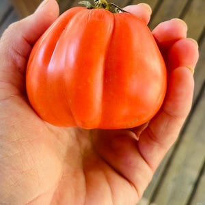 Liguria Tomato (10 seeds)
