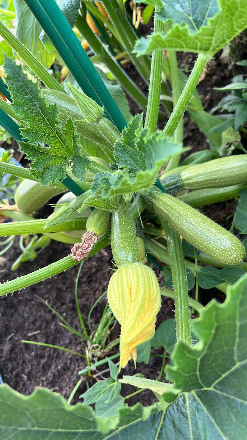 Courgette Verte Non Coureuse image 3