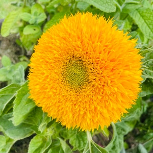 Tournesol Double Géant de Californie 20 graines image 2