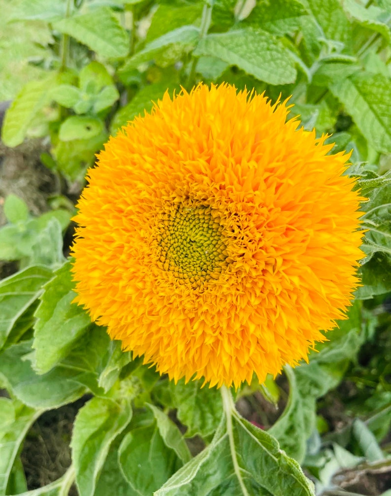 Tournesol Double Géant de Californie 20 graines image 2