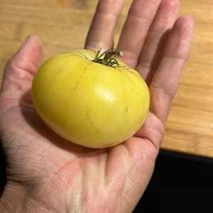 White Beauty Tomato