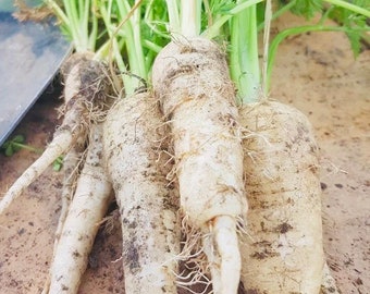 Kuttingen White Carrot