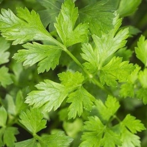 Flat-leaf parsley (100 seeds minimum)