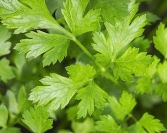 Flat-leaf parsley (100 seeds minimum)