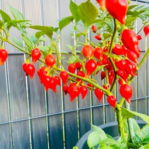 Può includere: Una pianta di peperoncino rosso con molti peperoncini rossi maturi che crescono su di essa. La pianta è in un vaso nero e cresce contro una recinzione metallica grigia.
