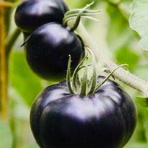 Tomate Black Beauty