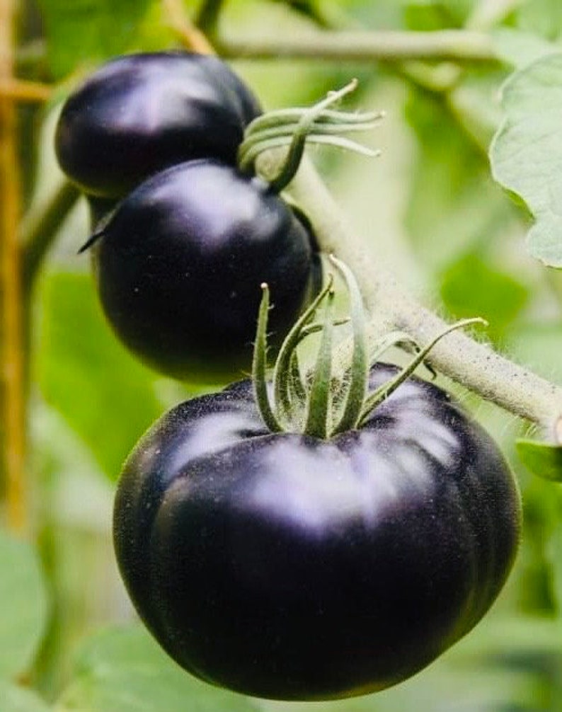 Black Beauty Tomato image 1