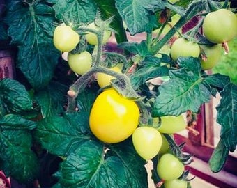 Aztek Cherry Tomato (15 seeds)