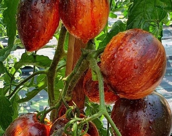 Tomate Gargamel (10 semillas)