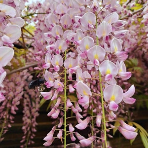 Glycine rose (5 graines)