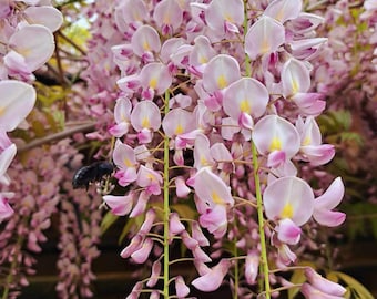 Pink Ice Japanese Wisteria (5 seeds)
