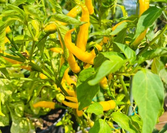 Scharfe Zitrone oder Lemon Drop Pepper (10 Samen)