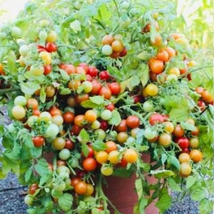 Tomate Cerise Bajaja 10 graines image 1