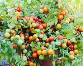 Bajaja Cherry Tomato (10 seeds)