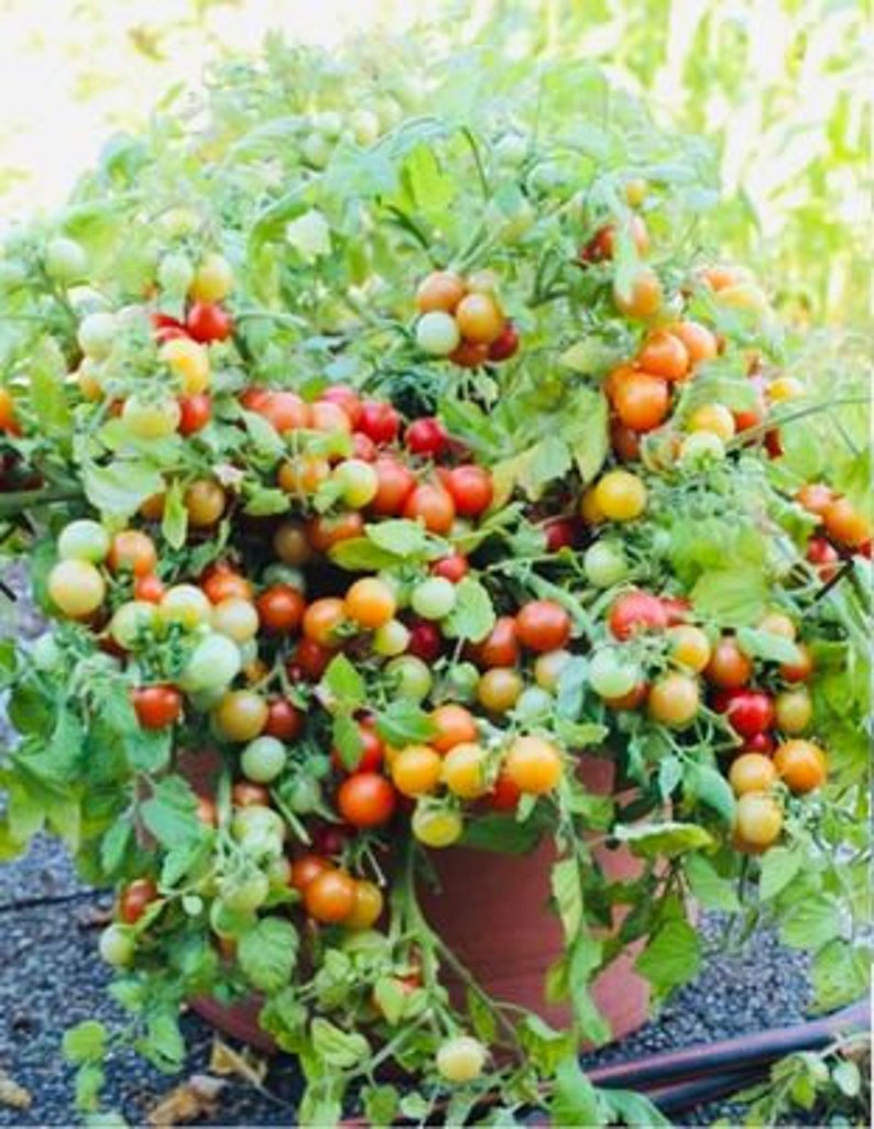 Tomate Cerise Bajaja 10 graines image 1