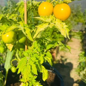 Może przedstawiać: Roślina pomidora w doniczce z zielonymi liśćmi i dwoma dojrzałymi żółtymi pomidorami. Roślina rośnie w czarnej doniczce i jest otoczona innymi roślinami.