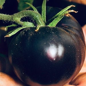 Tomate Black Beauty image 3