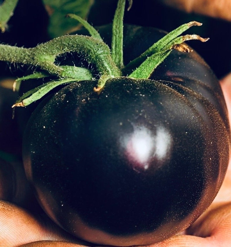 Black Beauty Tomato image 3