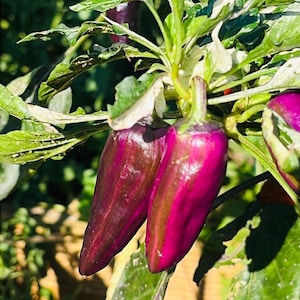 Peut inclure: Gros plan sur deux poivrons violets brillants poussant sur une plante. Les poivrons, d'un violet profond, sont entourés de feuilles vertes et blanches panachées, capturant leur couleur riche et leur environnement naturel.
