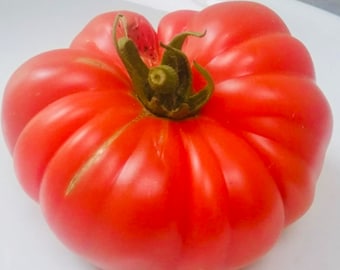 Brutus tomato (10 seeds)