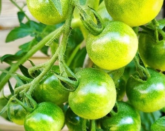 Tomate Green Doctor’s Frosted (10 graines)