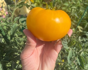Pomodoro Giallo Della Pera, Solanum Lycopersicum Immagine Stock - Immagine Di Vite, Frutte: 48773803 - Foto 11