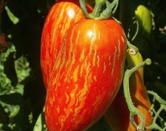 Zebra Roma Tomato (or Roman striped)