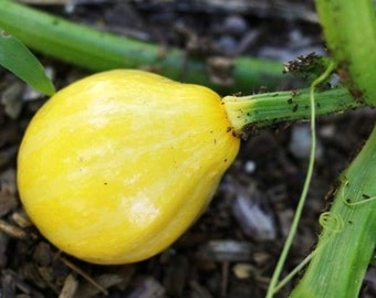 Calabacín Limón (10 semillas)