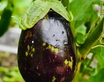 Black Beauty Eggplant