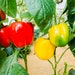 see more listings in the Chilli Pepper Seeds section