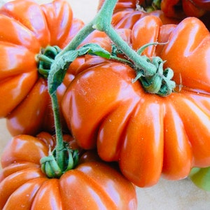 Pode incluir: Close-up de um cacho de tomates antigos grandes, de cor laranja, com uma videira verde. Os tomates têm uma textura única, irregular e com nervuras.