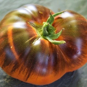 Peut inclure: Une grosse tomate ancienne mûre avec un motif rayé vert foncé et orange. La tomate a une forme légèrement irrégulière et une tige verte.