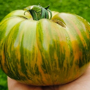 Peut inclure: Une grosse tomate rayée de vert et de jaune avec une tige verte. La tomate a une texture légèrement bosselée.