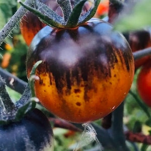 Blue Gold Tomato