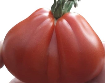 Tomate Liguria (15 graines)