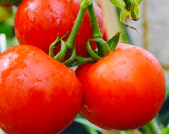 Tomate Ailsa Craig