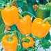 see more listings in the Chilli Pepper Seeds section