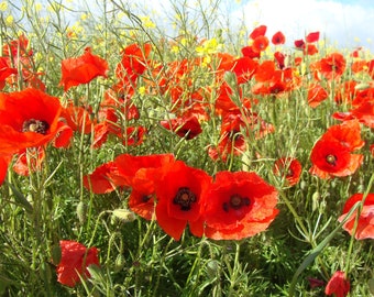 Coquelicot des Champs (2000 graines)