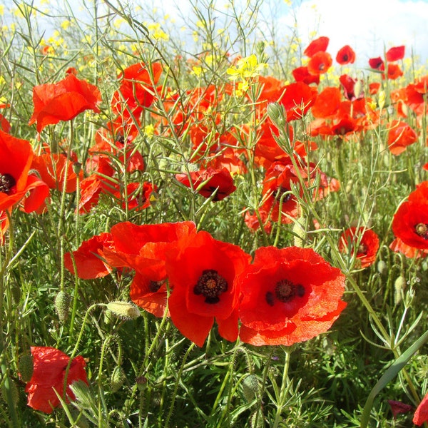 Coquelicot des Champs (2000 graines)