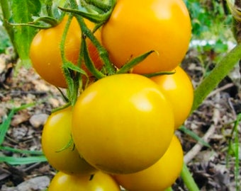 Tomate Reine d’Or