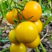 see more listings in the Graines de Tomate section