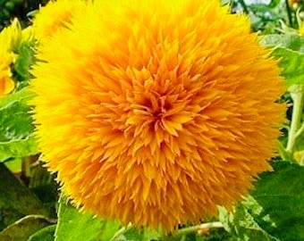 California Double Giant Sunflower (20 seeds)