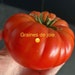 see more listings in the Graines de Tomate section