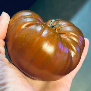 Tomate Marquise noire image 3