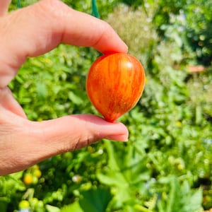 Peut inclure: Une petite tomate orange vif avec des rayures rouges. La tomate est tenue entre deux doigts.