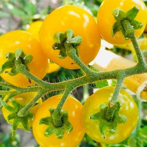 Cereza Amarilla or Yellow Cherry Tomato (20 seeds)