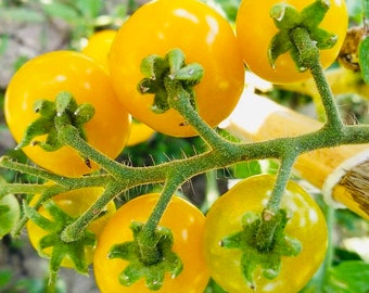 Tomate Cereza Amarilla ou cerise jaune (20 graines)